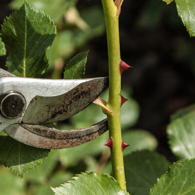 PRUNING